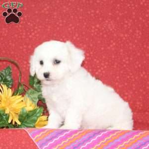 Pomegranite, Bichon Frise Puppy